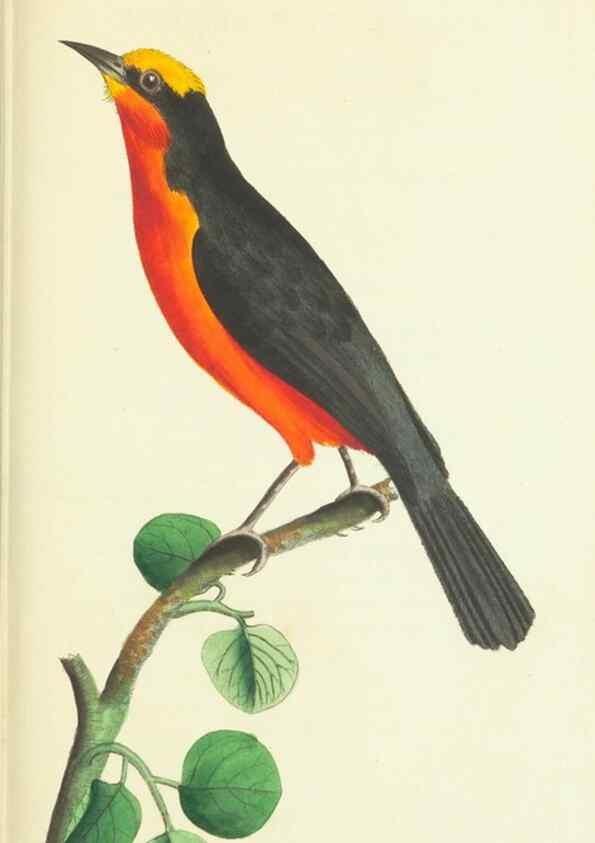 Reproducción/Reproduction 30743220075: The naturalist's miscellany, or Coloured figures of natural objects. London :Printed for Nodder & Co.,1789-1813