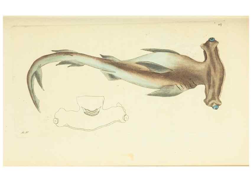 Reproducción/Reproduction 30656315551: The naturalist's miscellany, or Coloured figures of natural objects. London :Printed for Nodder & Co.,1789-1813