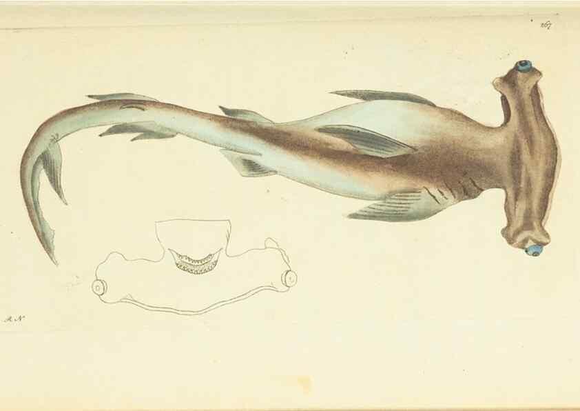 Reproducción/Reproduction 30656315551: The naturalist's miscellany, or Coloured figures of natural objects. London :Printed for Nodder & Co.,1789-1813