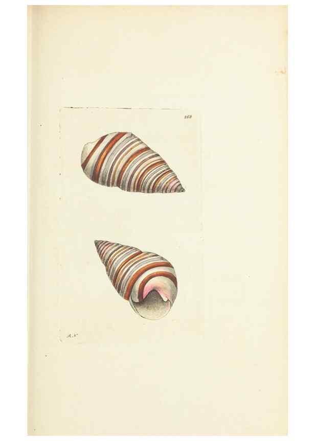 Reproducción/Reproduction 30656317471: The naturalist's miscellany, or Coloured figures of natural objects. London :Printed for Nodder & Co.,1789-1813