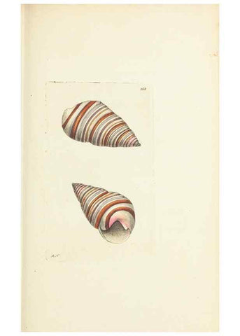 Reproducción/Reproduction 30656317471: The naturalist's miscellany, or Coloured figures of natural objects. London :Printed for Nodder & Co.,1789-1813