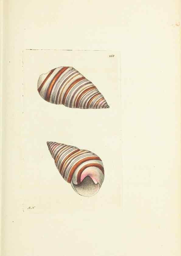 Reproducción/Reproduction 30656317471: The naturalist's miscellany, or Coloured figures of natural objects. London :Printed for Nodder & Co.,1789-1813
