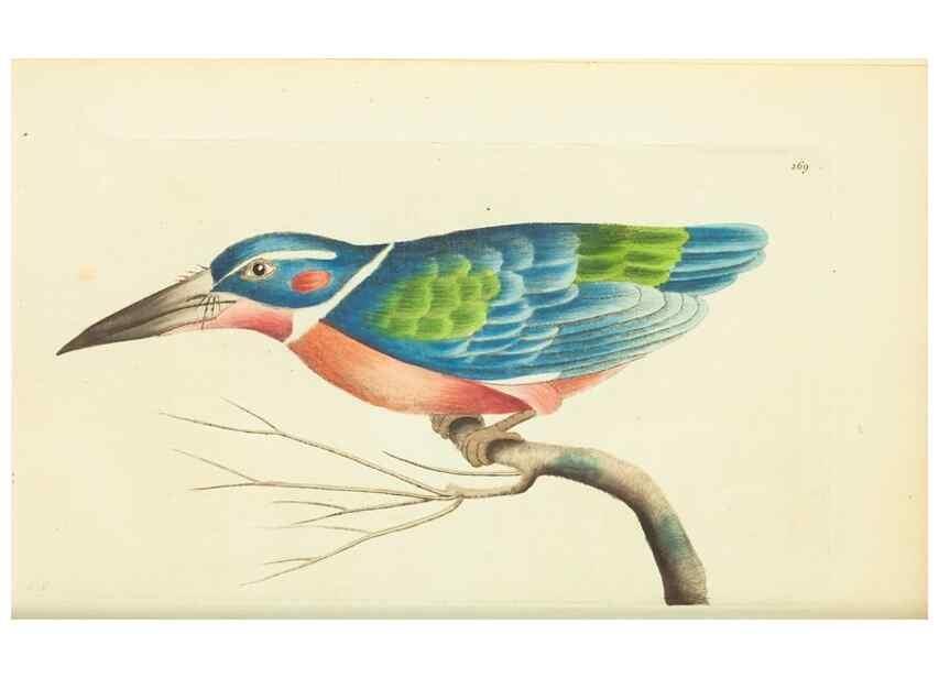 Reproducción/Reproduction 30656319331: The naturalist's miscellany, or Coloured figures of natural objects. London :Printed for Nodder & Co.,1789-1813