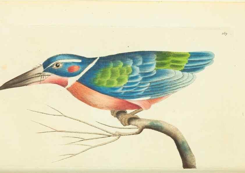 Reproducción/Reproduction 30656319331: The naturalist's miscellany, or Coloured figures of natural objects. London :Printed for Nodder & Co.,1789-1813