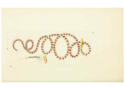 Reproducción/Reproduction 30109143403: The naturalist's miscellany, or Coloured figures of natural objects. London :Printed for Nodder & Co.,1789-1813