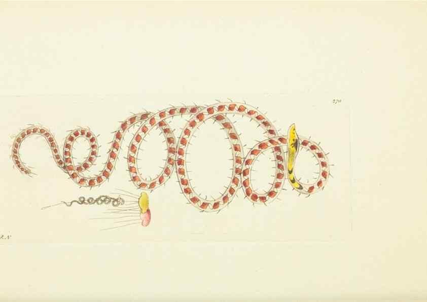 Reproducción/Reproduction 30109143403: The naturalist's miscellany, or Coloured figures of natural objects. London :Printed for Nodder & Co.,1789-1813