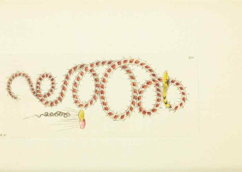Reproducción/Reproduction 30109143403: The naturalist's miscellany, or Coloured figures of natural objects. London :Printed for Nodder & Co.,1789-1813