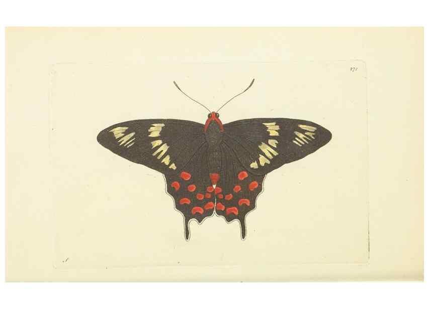 Reproducción/Reproduction 30109145263: The naturalist's miscellany, or Coloured figures of natural objects. London :Printed for Nodder & Co.,1789-1813