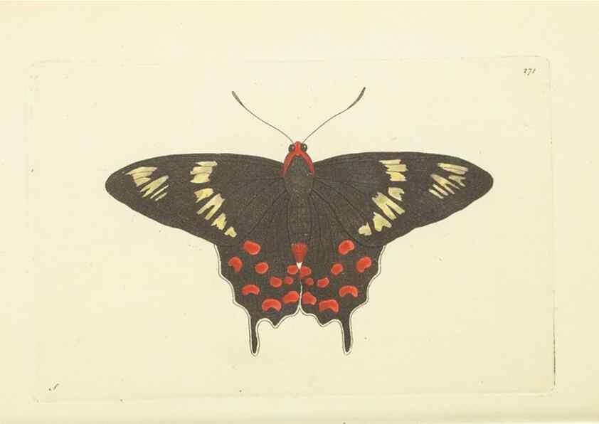Reproducción/Reproduction 30109145263: The naturalist's miscellany, or Coloured figures of natural objects. London :Printed for Nodder & Co.,1789-1813