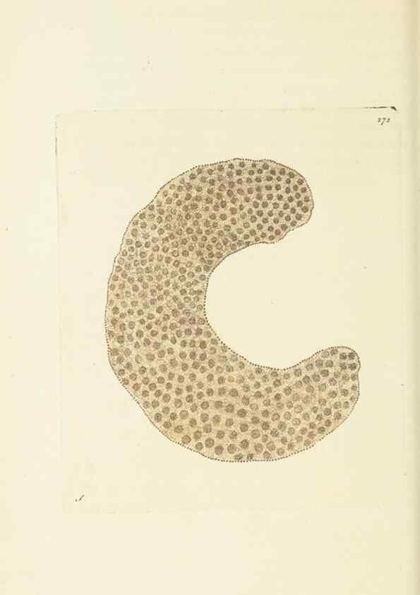 Reproducción/Reproduction 30627813032: The naturalist's miscellany, or Coloured figures of natural objects. London :Printed for Nodder & Co.,1789-1813