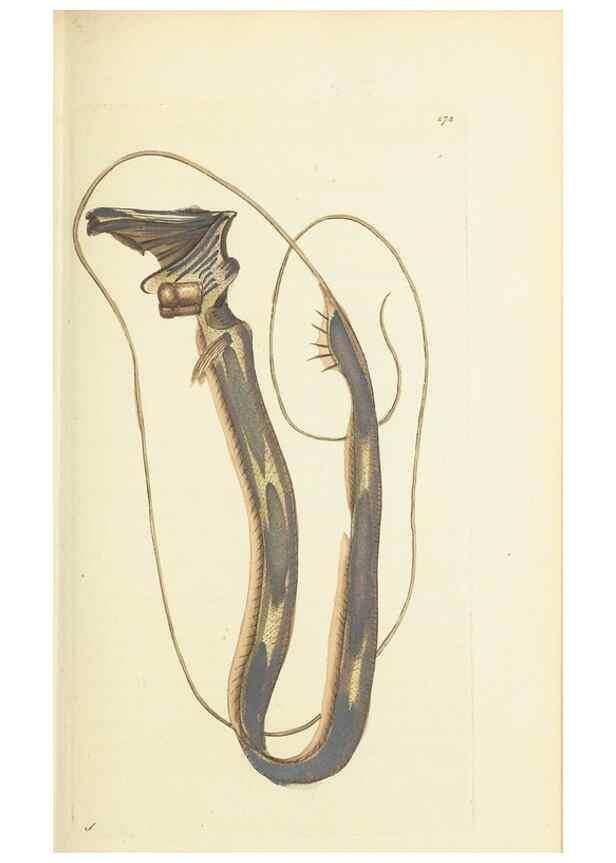 Reproducción/Reproduction 30627815602: The naturalist's miscellany, or Coloured figures of natural objects. London :Printed for Nodder & Co.,1789-1813
