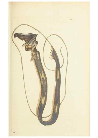 Reproducción/Reproduction 30627815602: The naturalist's miscellany, or Coloured figures of natural objects. London :Printed for Nodder & Co.,1789-1813