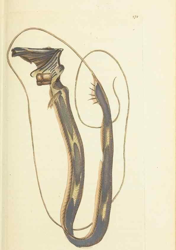 Reproducción/Reproduction 30627815602: The naturalist's miscellany, or Coloured figures of natural objects. London :Printed for Nodder & Co.,1789-1813