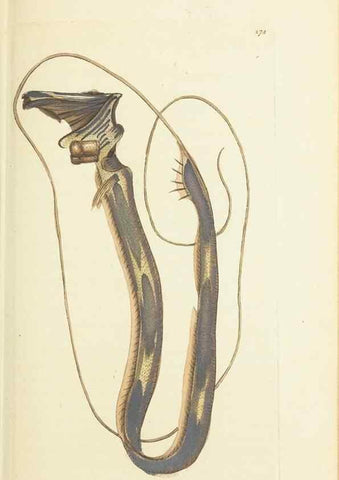 Reproducción/Reproduction 30627815602: The naturalist's miscellany, or Coloured figures of natural objects. London :Printed for Nodder & Co.,1789-1813