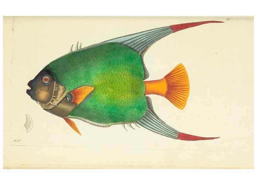 Reproducción/Reproduction 30627817942: The naturalist's miscellany, or Coloured figures of natural objects. London :Printed for Nodder & Co.,1789-1813