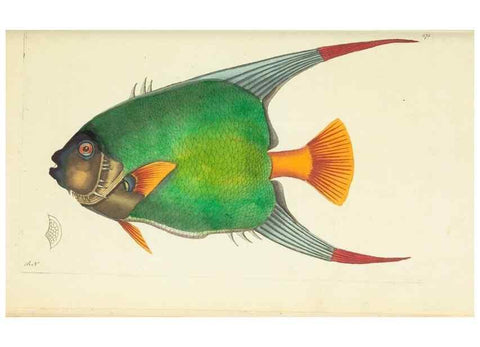 Reproducción/Reproduction 30627817942: The naturalist's miscellany, or Coloured figures of natural objects. London :Printed for Nodder & Co.,1789-1813