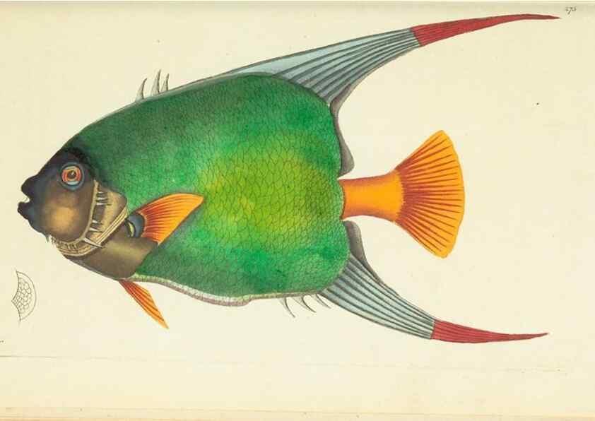 Reproducción/Reproduction 30627817942: The naturalist's miscellany, or Coloured figures of natural objects. London :Printed for Nodder & Co.,1789-1813
