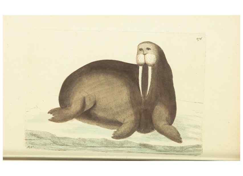 Reproducción/Reproduction 30627820572: The naturalist's miscellany, or Coloured figures of natural objects. London :Printed for Nodder & Co.,1789-1813