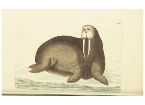 Reproducción/Reproduction 30627820572: The naturalist's miscellany, or Coloured figures of natural objects. London :Printed for Nodder & Co.,1789-1813