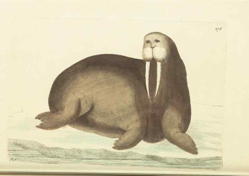 Reproducción/Reproduction 30627820572: The naturalist's miscellany, or Coloured figures of natural objects. London :Printed for Nodder & Co.,1789-1813