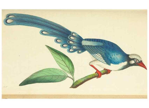 Reproducción/Reproduction 30627822912: The naturalist's miscellany, or Coloured figures of natural objects. London :Printed for Nodder & Co.,1789-1813