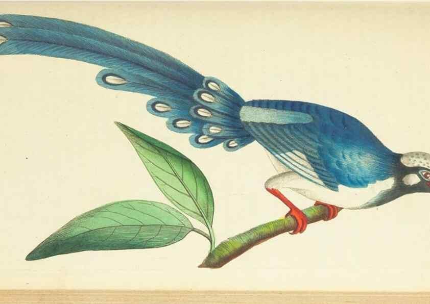Reproducción/Reproduction 30627822912: The naturalist's miscellany, or Coloured figures of natural objects. London :Printed for Nodder & Co.,1789-1813