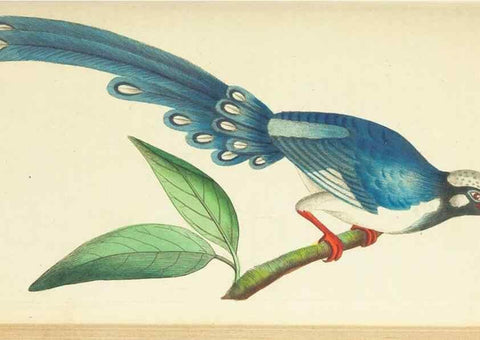 Reproducción/Reproduction 30627822912: The naturalist's miscellany, or Coloured figures of natural objects. London :Printed for Nodder & Co.,1789-1813