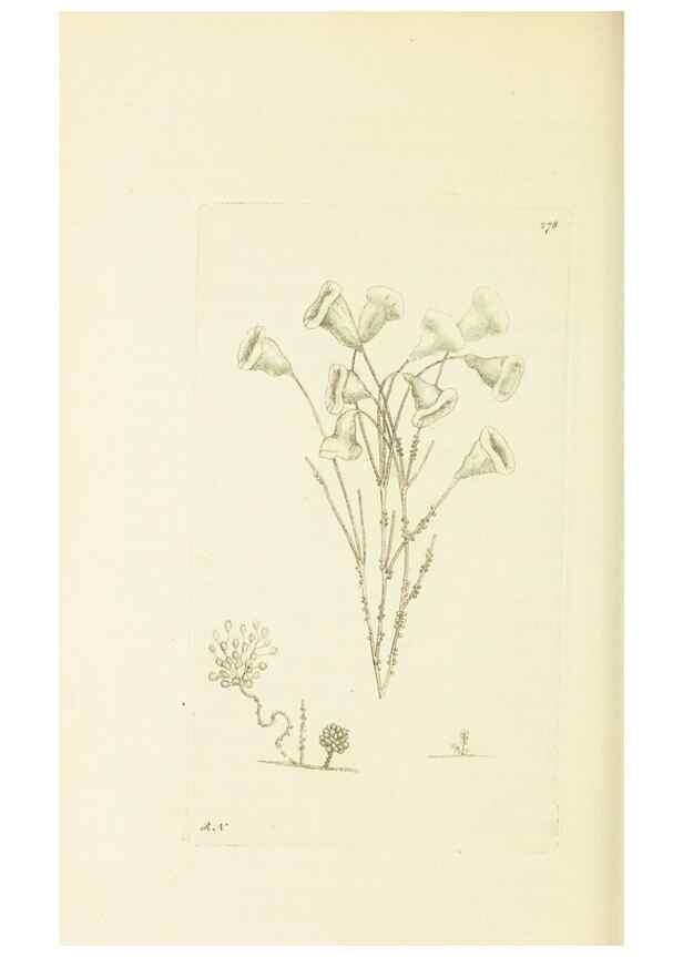 Reproducción/Reproduction 30627825332: The naturalist's miscellany, or Coloured figures of natural objects. London :Printed for Nodder & Co.,1789-1813