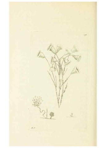Reproducción/Reproduction 30627825332: The naturalist's miscellany, or Coloured figures of natural objects. London :Printed for Nodder & Co.,1789-1813