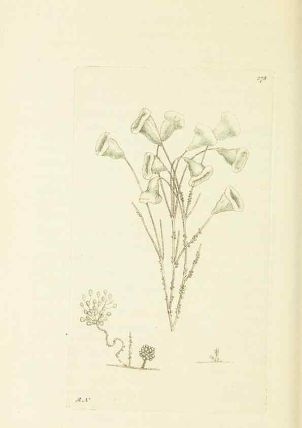 Reproducción/Reproduction 30627825332: The naturalist's miscellany, or Coloured figures of natural objects. London :Printed for Nodder & Co.,1789-1813