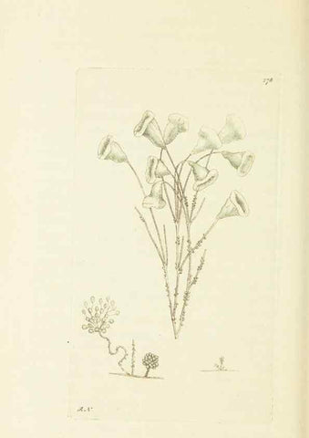 Reproducción/Reproduction 30627825332: The naturalist's miscellany, or Coloured figures of natural objects. London :Printed for Nodder & Co.,1789-1813