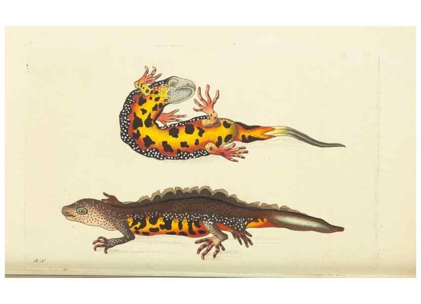 Reproducción/Reproduction 30109157643: The naturalist's miscellany, or Coloured figures of natural objects. London :Printed for Nodder & Co.,1789-1813