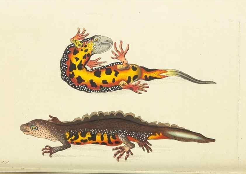 Reproducción/Reproduction 30109157643: The naturalist's miscellany, or Coloured figures of natural objects. London :Printed for Nodder & Co.,1789-1813