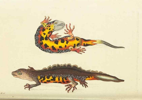 Reproducción/Reproduction 30109157643: The naturalist's miscellany, or Coloured figures of natural objects. London :Printed for Nodder & Co.,1789-1813