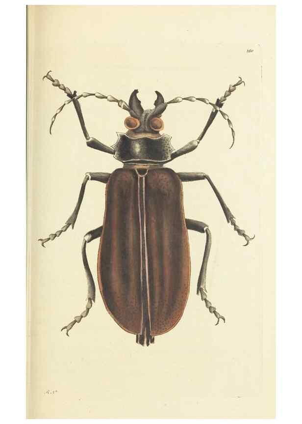 Reproducción/Reproduction 30109160013: The naturalist's miscellany, or Coloured figures of natural objects. London :Printed for Nodder & Co.,1789-1813