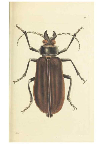 Reproducción/Reproduction 30109160013: The naturalist's miscellany, or Coloured figures of natural objects. London :Printed for Nodder & Co.,1789-1813