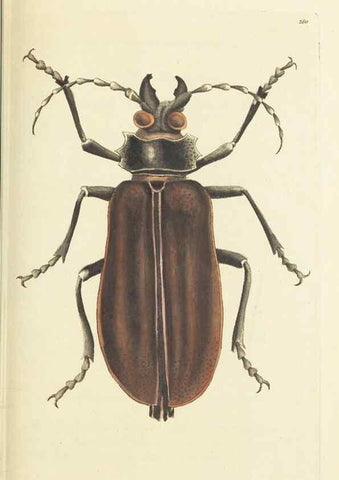 Reproducción/Reproduction 30109160013: The naturalist's miscellany, or Coloured figures of natural objects. London :Printed for Nodder & Co.,1789-1813