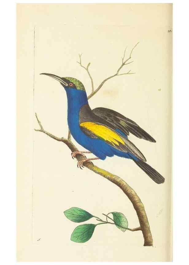 Reproducción/Reproduction 30112411164: The naturalist's miscellany, or Coloured figures of natural objects. London :Printed for Nodder & Co.,1789-1813