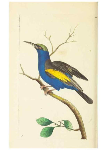Reproducción/Reproduction 30112411164: The naturalist's miscellany, or Coloured figures of natural objects. London :Printed for Nodder & Co.,1789-1813