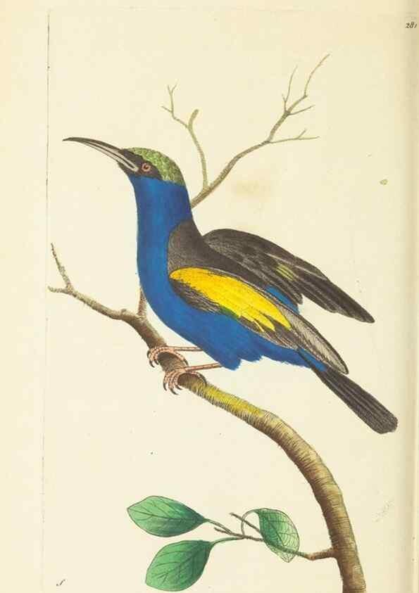 Reproducción/Reproduction 30112411164: The naturalist's miscellany, or Coloured figures of natural objects. London :Printed for Nodder & Co.,1789-1813