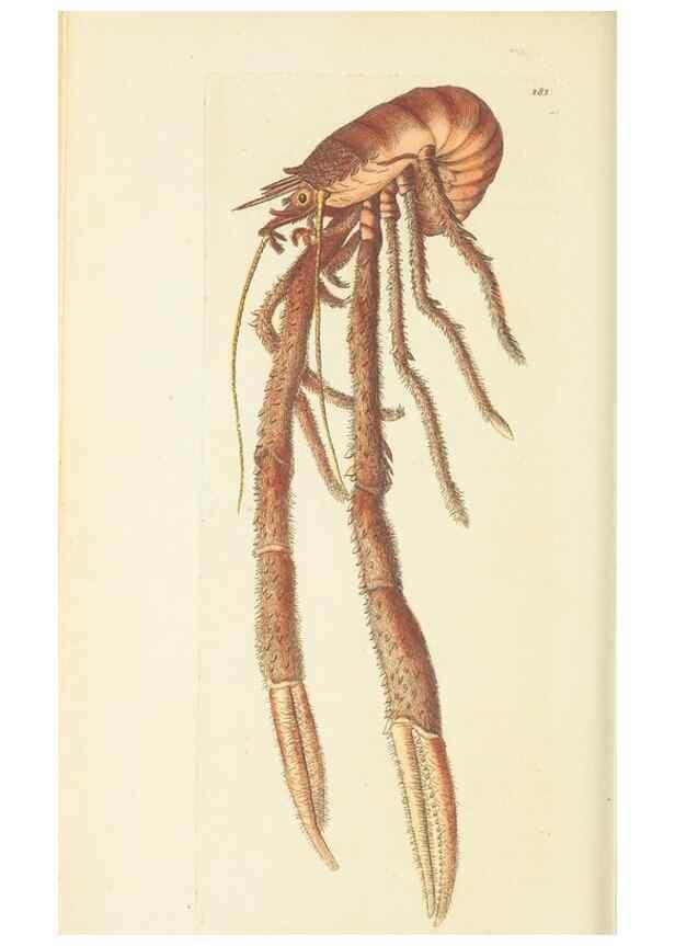 Reproducción/Reproduction 30109165273: The naturalist's miscellany, or Coloured figures of natural objects. London :Printed for Nodder & Co.,1789-1813