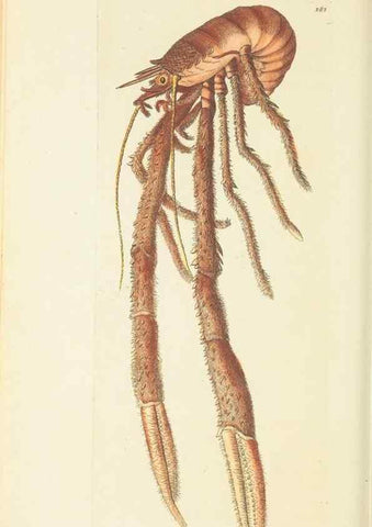 Reproducción/Reproduction 30109165273: The naturalist's miscellany, or Coloured figures of natural objects. London :Printed for Nodder & Co.,1789-1813