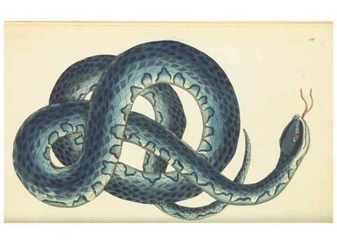 Reproducción/Reproduction 30112386084: The naturalist's miscellany, or Coloured figures of natural objects. London :Printed for Nodder & Co.,1789-1813