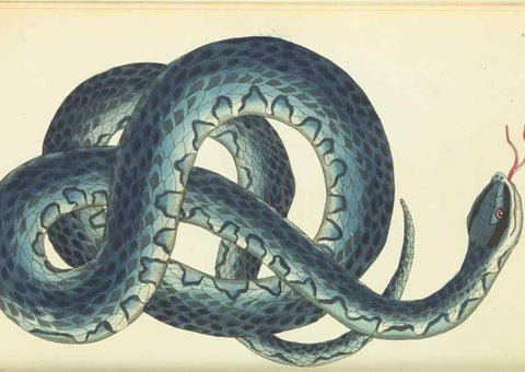 Reproducción/Reproduction 30112386084: The naturalist's miscellany, or Coloured figures of natural objects. London :Printed for Nodder & Co.,1789-1813