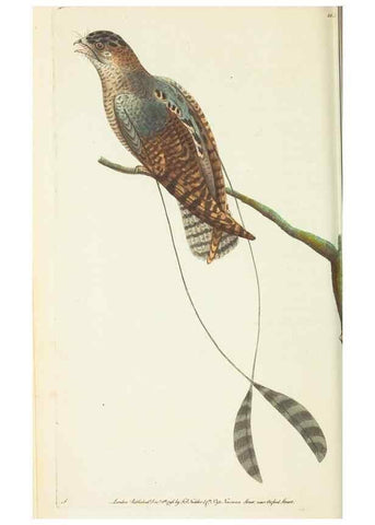 Reproducción/Reproduction 30656312231: The naturalist's miscellany, or Coloured figures of natural objects. London :Printed for Nodder & Co.,1789-1813
