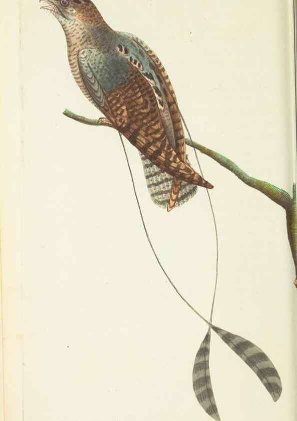 Reproducción/Reproduction 30656312231: The naturalist's miscellany, or Coloured figures of natural objects. London :Printed for Nodder & Co.,1789-1813