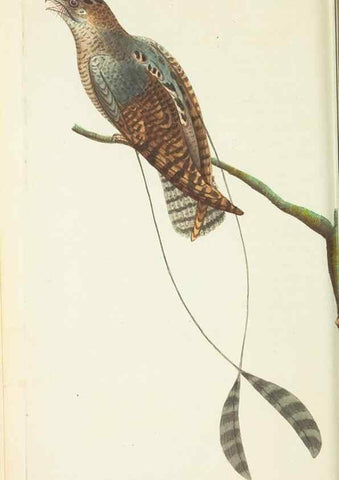 Reproducción/Reproduction 30656312231: The naturalist's miscellany, or Coloured figures of natural objects. London :Printed for Nodder & Co.,1789-1813