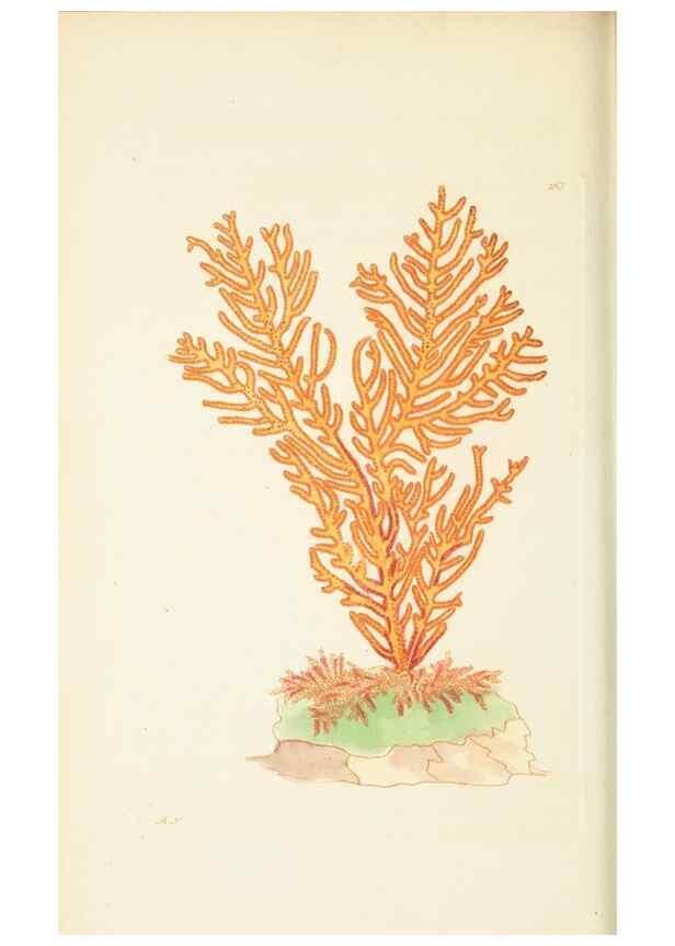 Reproducción/Reproduction 30656310281: The naturalist's miscellany, or Coloured figures of natural objects. London :Printed for Nodder & Co.,1789-1813
