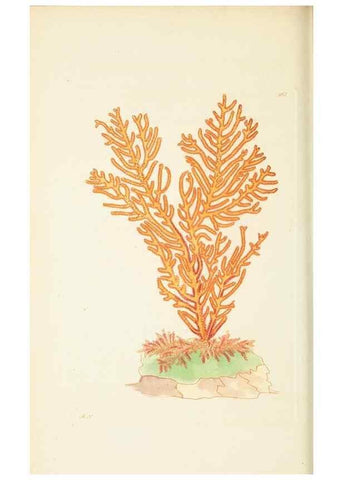 Reproducción/Reproduction 30656310281: The naturalist's miscellany, or Coloured figures of natural objects. London :Printed for Nodder & Co.,1789-1813
