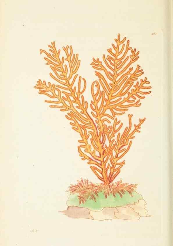 Reproducción/Reproduction 30656310281: The naturalist's miscellany, or Coloured figures of natural objects. London :Printed for Nodder & Co.,1789-1813